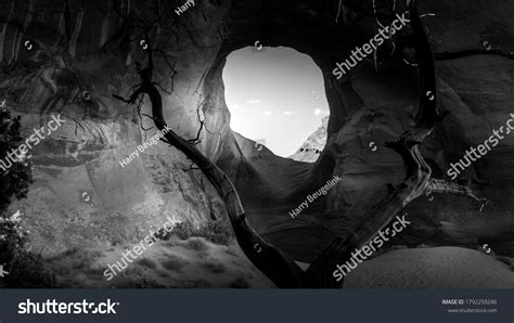 Black White Photo Dead Tree Front Stock Photo 1792259246 | Shutterstock