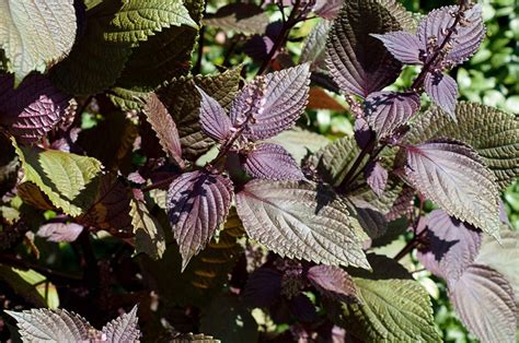 Identify Plant Purple Leaves Edible Mint Family Used Korean Cooking ...