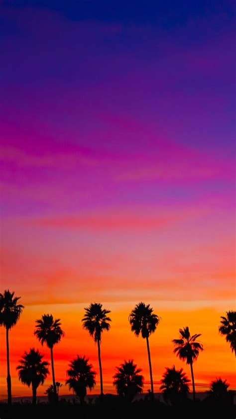 Palm Trees, Orange, Pink, Sky, Sunset