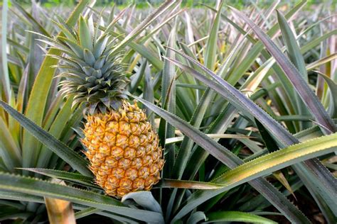 Best Pineapple Farms in Hawaii to Visit || Island and You