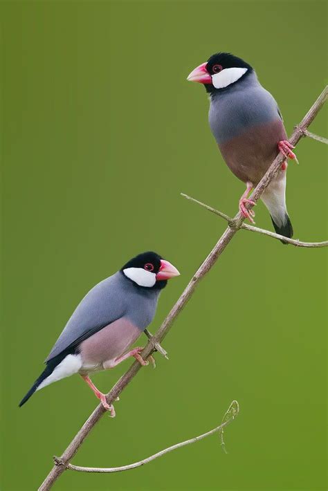 Java sparrow aka java finch by birdinthe (Ted888) wild on 500px | Bird ...