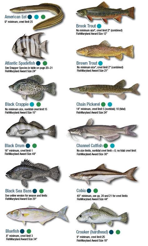 Ocean Fish Identification