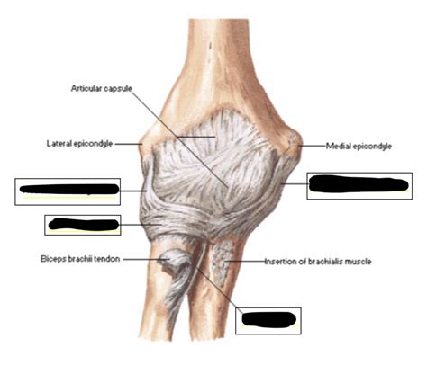 ARTHRO 100 - LABELING LIGAMENTS OF ELBOW JOINT Diagram | Quizlet