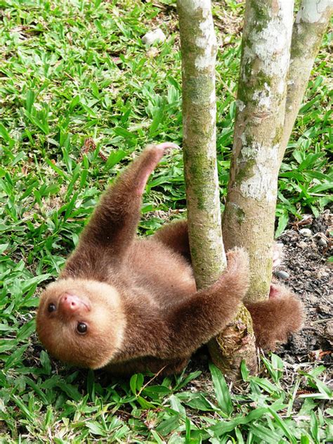 Baby Sloth Is Just Hanging Out (PHOTO) | HuffPost