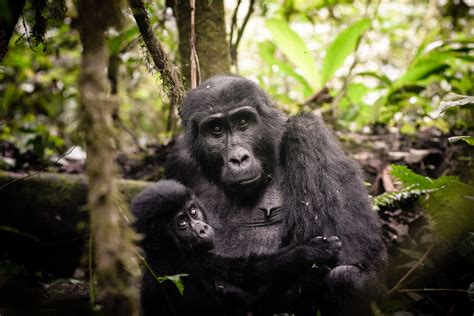 Uganda Gorilla Trekking Experience - Safari Ventures