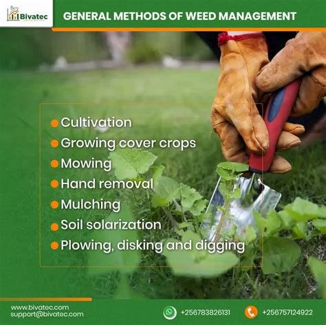 Weed Control in Agriculture: Classifications, Downsides, and Benefits