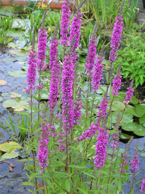 Lythrum salicara - Merebrook Pond Plants