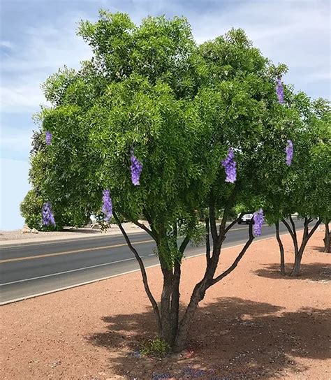 The Texas Mountain Laurel Tree - A great flowering desert evergreen tree.