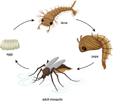 Diagram showing mosquito life cycle on white background 2037385 Vector ...