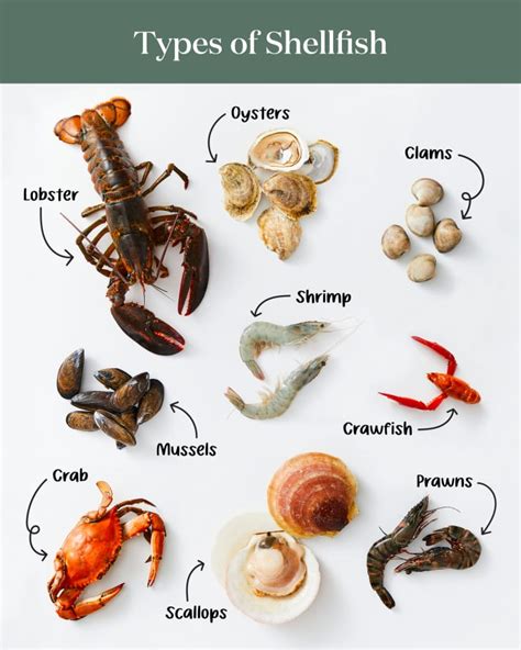 The 9 Most Popular Types of Shellfish | The Kitchn