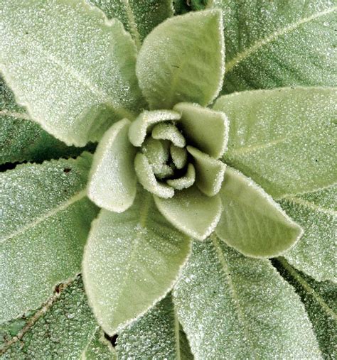 Mullein Cold Infusion - Herbal Remedy for Chronic Coughs and Irritated ...