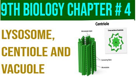 Lysosomes, centrioles and vacuole || 9th class biology