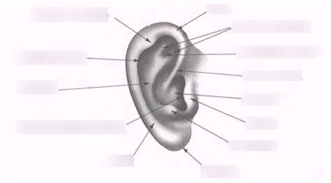 Auricle (pinna) Diagram | Quizlet