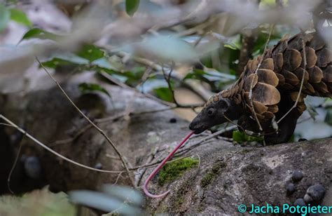 Pangolin eating ants : r/pangolinappreciation