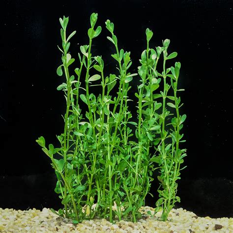 Bacopa Monnieri Aquarium - hzwsdxgfs2