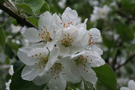 Apple tree blossoms | Apple tree blossoms, Beautiful gardens, Apple tree