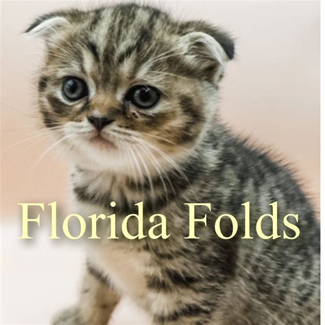 Kittens, Scottish Fold, Cats, Adoption - Florida Folds