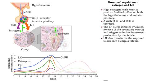 How Is The Female Reproductive System Regulated? The 18 Detailed Answer ...