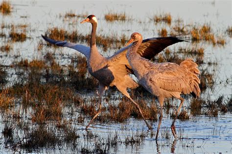 Common crane | Animal | Life Habitats