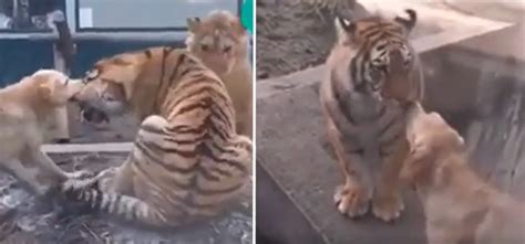 Video Of Dog Getting Between A Lion And Tiger's Fight Goes Viral