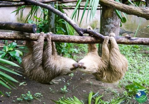 A Day at Cahuita's Sloth Sanctuary in Costa Rica