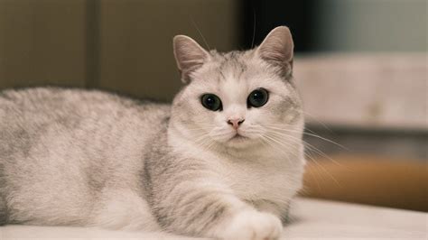 Munchkin Cat Breed Profile | Litter-Robot