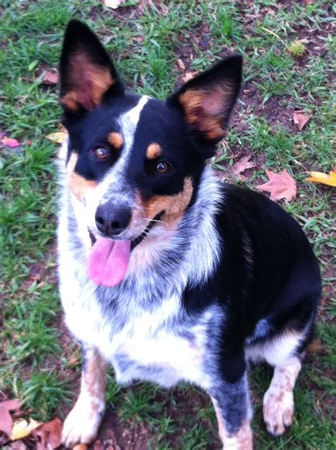 Queensland Heeler Australian Shepherd Mix - MICXEP