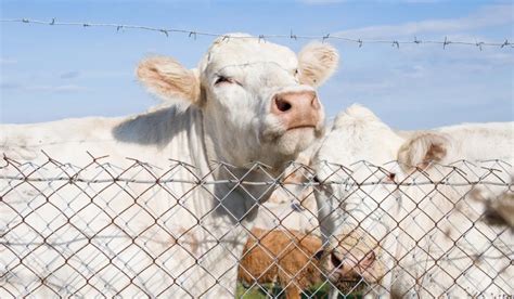 How To Build An Electric Fence For Cattle? - Farmhouse Guide