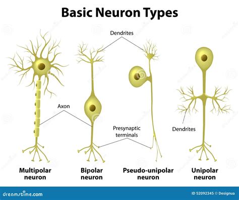 Types Of Neurons Stock Vector - Image: 52092345