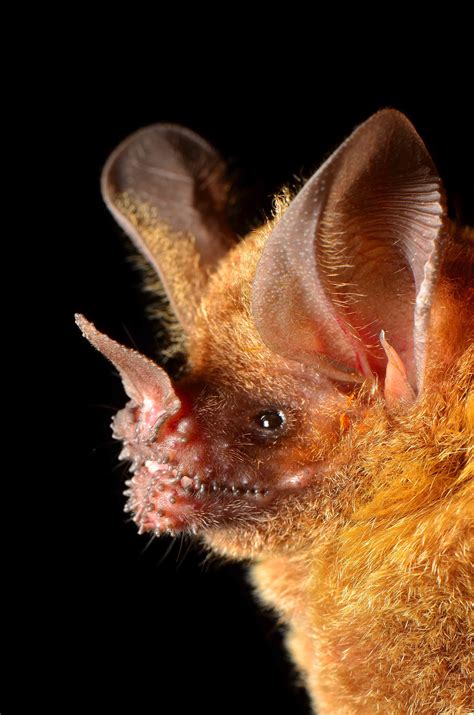 Trachops cirrhosus - Bat Conservation International