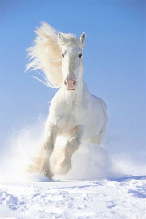 White Stallion Running in the Snow | Horses, Animals, Animals beautiful