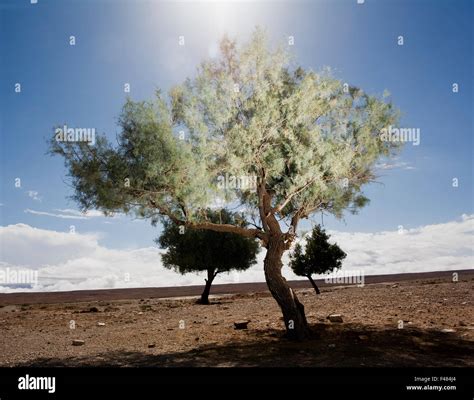 Trees in a desert, Morocco Stock Photo - Alamy