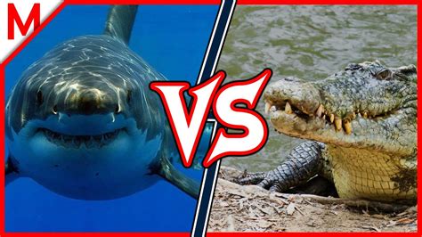 Saltwater Crocodile Vs Shark