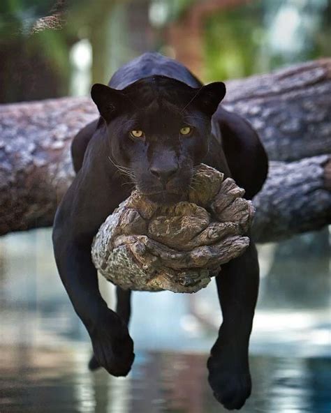 Black Panther Animal Hunting