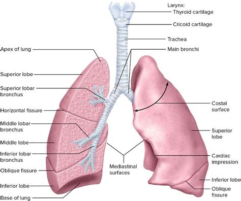 MHE Reader | Apex of lung, Lung anatomy, Brain diagram