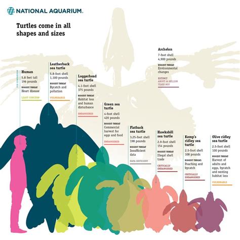 Sea turtle size comparison. | Sea turtle, Turtle facts, Turtle