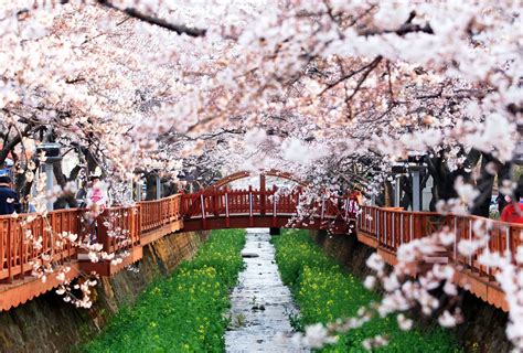 45 [Seasonal!] Cherry Blossom Festival in Jinhae Gunhangje