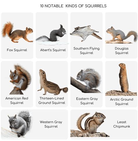 10 Different Types of Squirrels & How to Identify Them