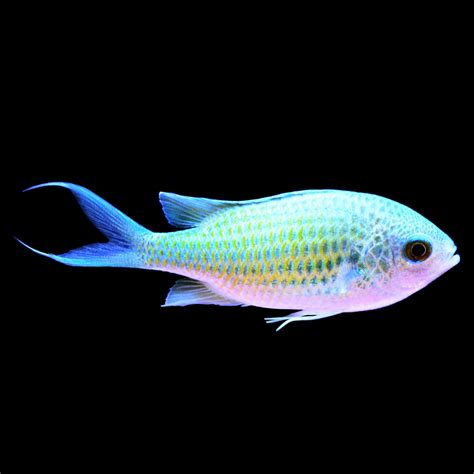 Green Chromis | Petco