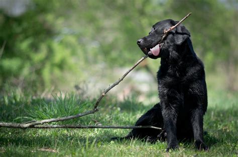 Dude loves his sticks : r/pics