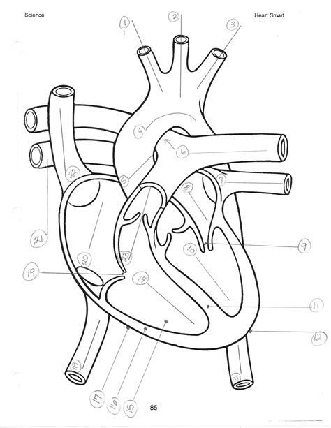 Heart Diagram Drawing at GetDrawings | Free download