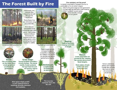 Burning Longleaf Pine Forests | Forest and wildlife, Pine forest, Forest