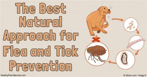 Flea and Tick Prevention in Pets