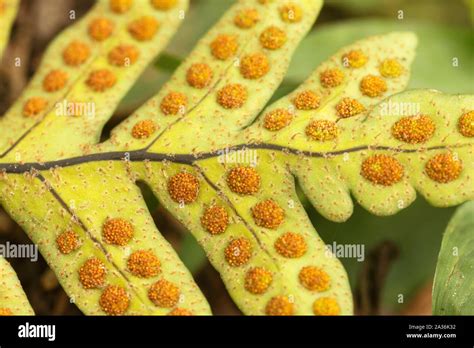 Fern spores patterns macro close up in vascular Polypodiopsida. Ferns ...