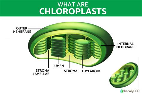 22+ Labeled Chloroplast Diagram - ZeshanPixie