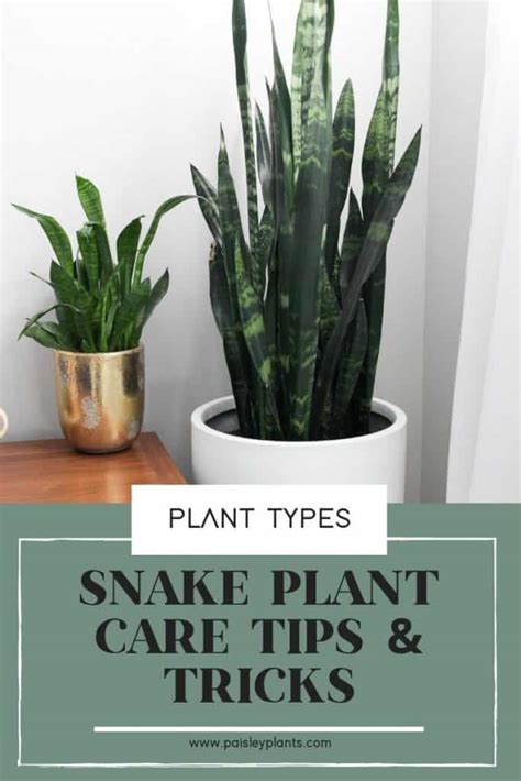 Snake Plant Care Tips & Tricks - Paisley Plants