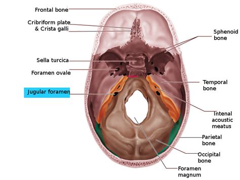 Jugular Foramen Syndrome - StatPearls - NCBI Bookshelf