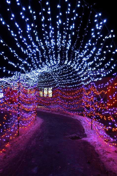 Calgary Zoo Lights Tunnel of Love | Zoo lights, Light tunnel, Tunnel of ...