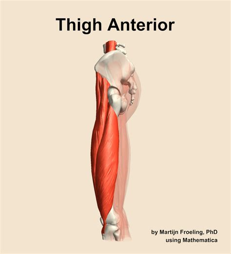 Anterior Thigh Muscles