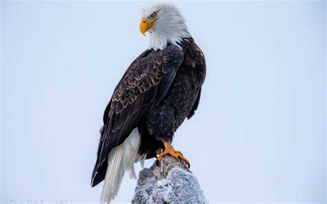 Weißkopfseeadler HD Wallpaper | Hintergrund | 1920x1200